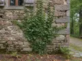 Lierre grimpant sur un mur de soubassement en pierre, près d'une fenêtre avec volets en bois. La végétation s'épanouit sur la façade ancienne.