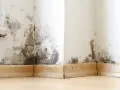 Moisissures noires sur les murs d'une maison ancienne, signe d'un problème d'assainissement à résoudre.