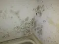 Coins de mur de chambre envahis par la moisissure, nécessitant un nettoyage pour enlever moisissure mur chambre.