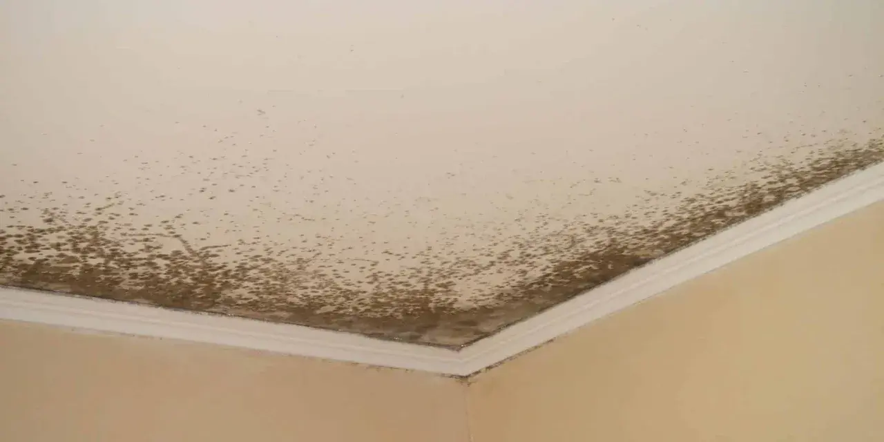 Coins de mur et plafond d'une salle de bain envahis par la moisissure, signe d'une humidité excessive.