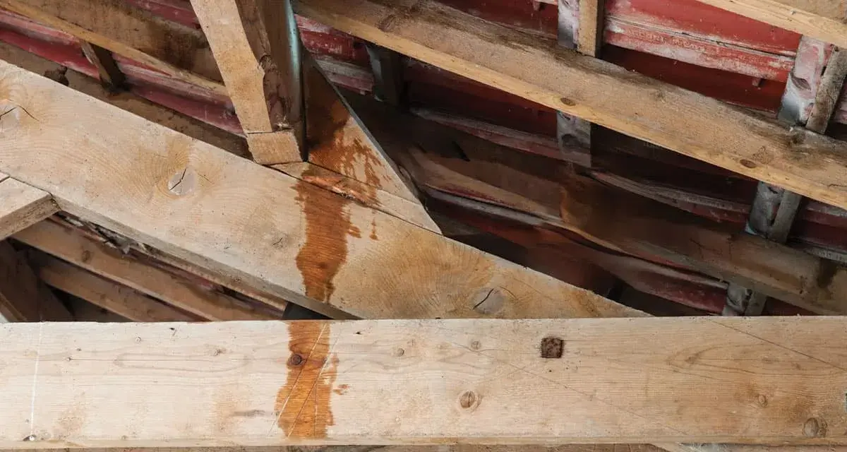 Traces d'humidité sur les poutres de charpente, indiquant une fuite à réparer sur la toiture.