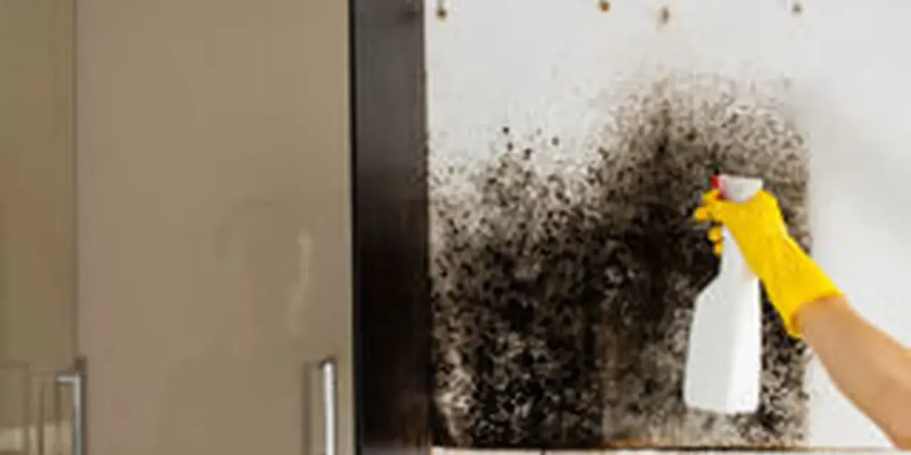 Main d'une personne portant un gant jaune pulvérisant un produit sur un mur couvert de moisissure noire. Action pour nettoyer humidité mur.