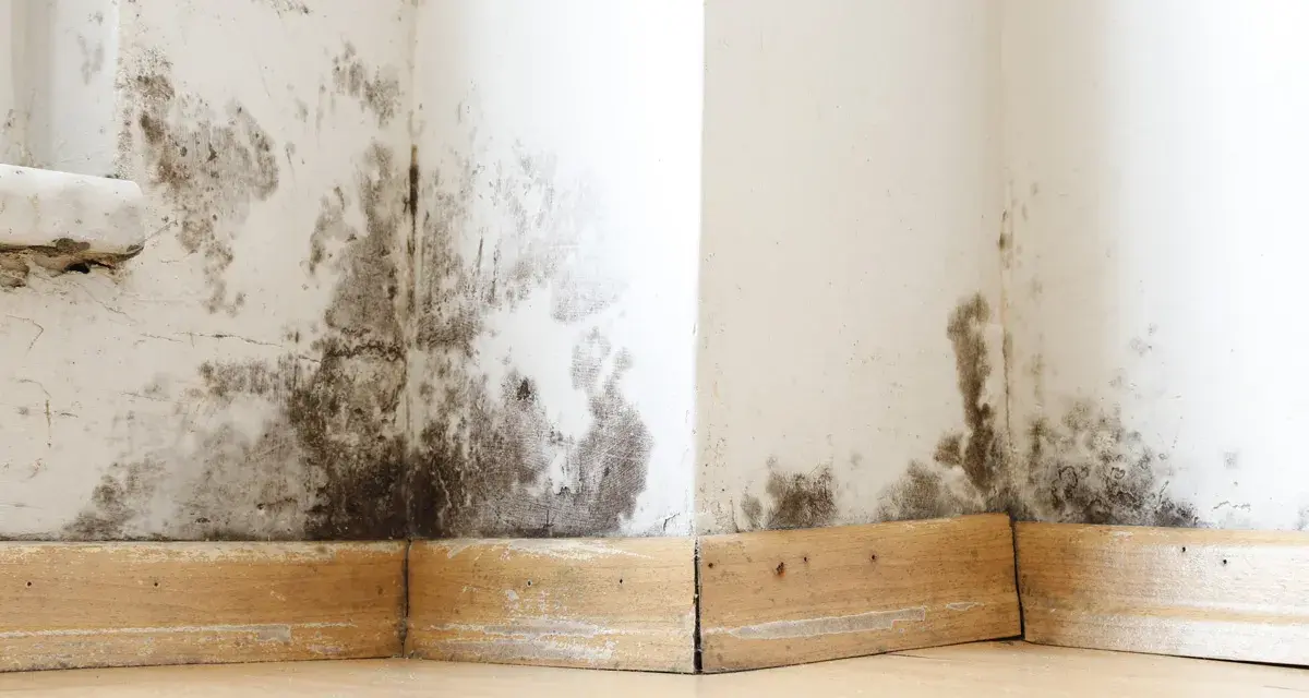 Moisissures noires sur les murs d'une maison ancienne, signe d'un problème d'assainissement à résoudre.