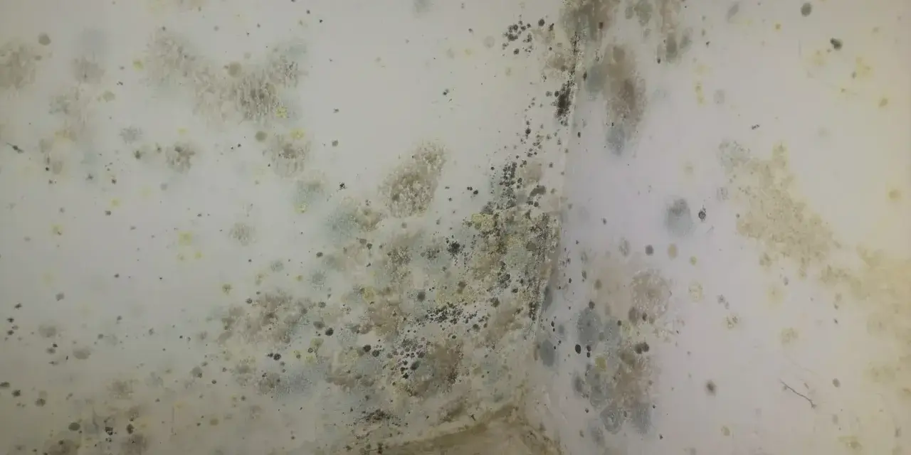 Coins de mur de chambre envahis par la moisissure, nécessitant un nettoyage pour enlever moisissure mur chambre.