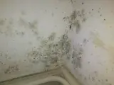 Coins de mur de chambre envahis par la moisissure, nécessitant un nettoyage pour enlever moisissure mur chambre.