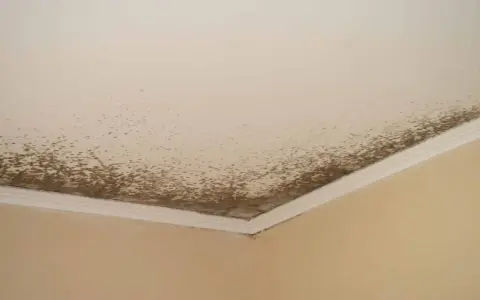 Coins de mur et plafond d'une salle de bain envahis par la moisissure, signe d'une humidité excessive.