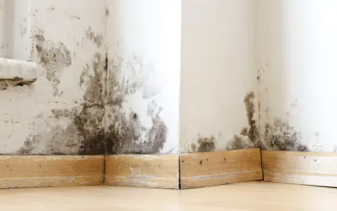 Moisissures noires sur les murs d'une maison ancienne, signe d'un problème d'assainissement à résoudre.