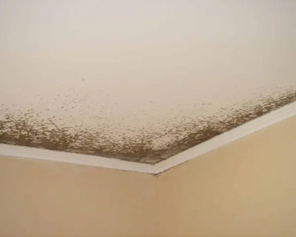 Coins de mur et plafond d'une salle de bain envahis par la moisissure, signe d'une humidité excessive.