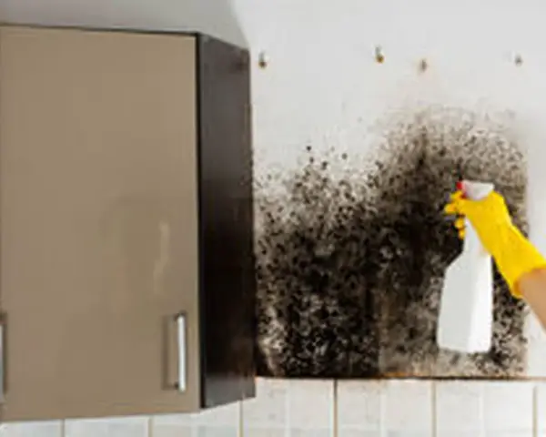Main d'une personne portant un gant jaune pulvérisant un produit sur un mur couvert de moisissure noire. Action pour nettoyer humidité mur.