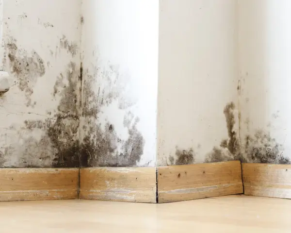 Moisissures noires sur les murs d'une maison ancienne, signe d'un problème d'assainissement à résoudre.