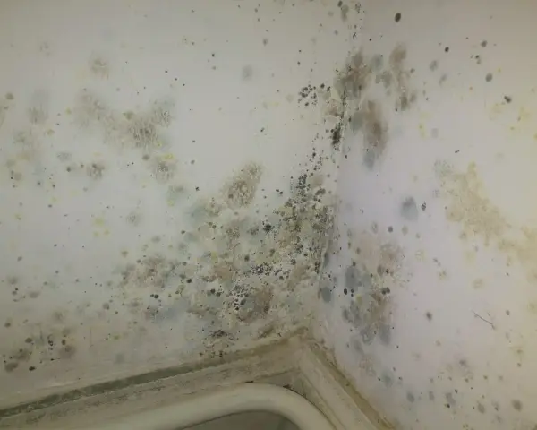 Coins de mur de chambre envahis par la moisissure, nécessitant un nettoyage pour enlever moisissure mur chambre.