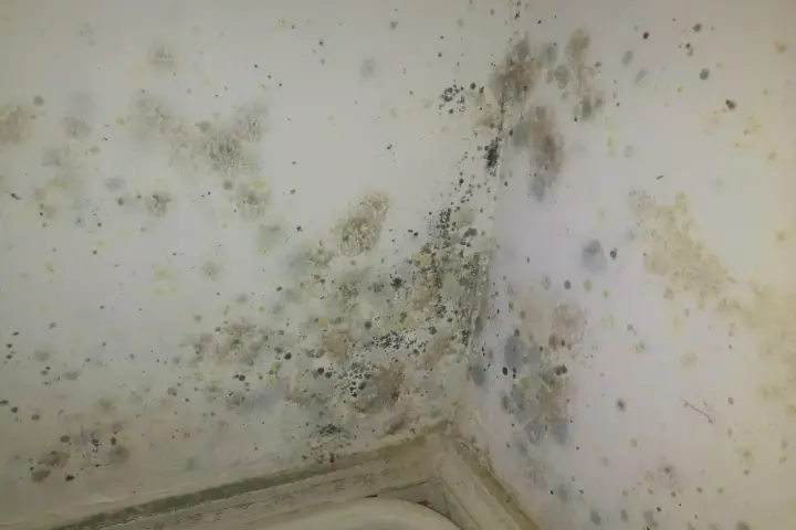 Coins de mur de chambre envahis par la moisissure, nécessitant un nettoyage pour enlever moisissure mur chambre.