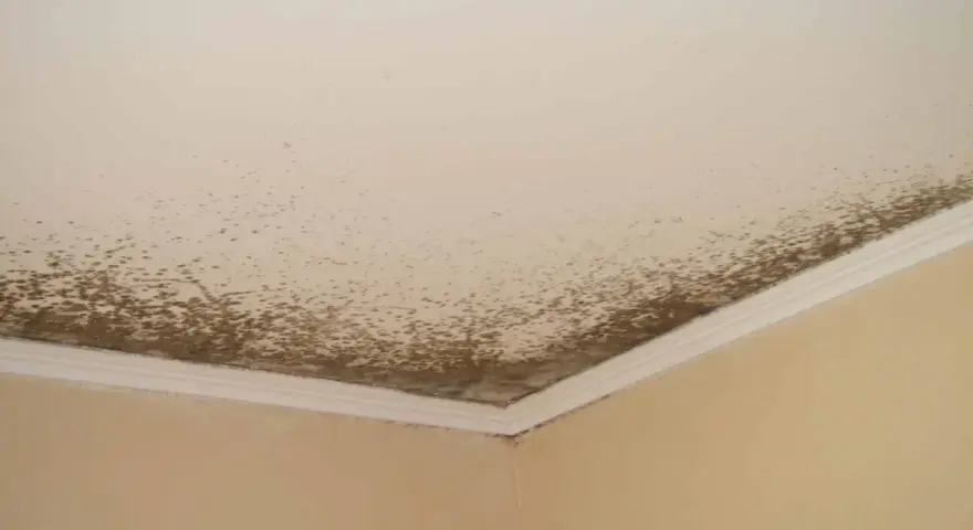 Coins de mur et plafond d'une salle de bain envahis par la moisissure, signe d'une humidité excessive.
