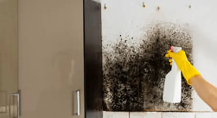 Main d'une personne portant un gant jaune pulvérisant un produit sur un mur couvert de moisissure noire. Action pour nettoyer humidité mur.