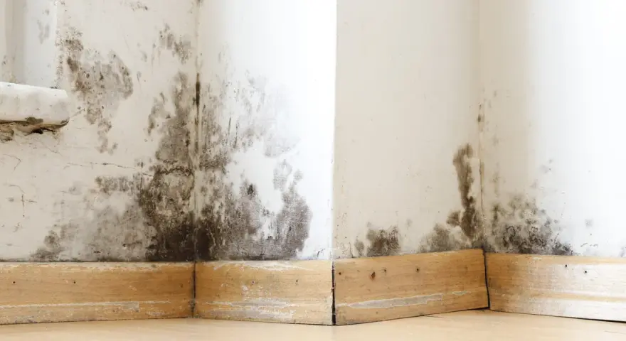 Moisissures noires sur les murs d'une maison ancienne, signe d'un problème d'assainissement à résoudre.