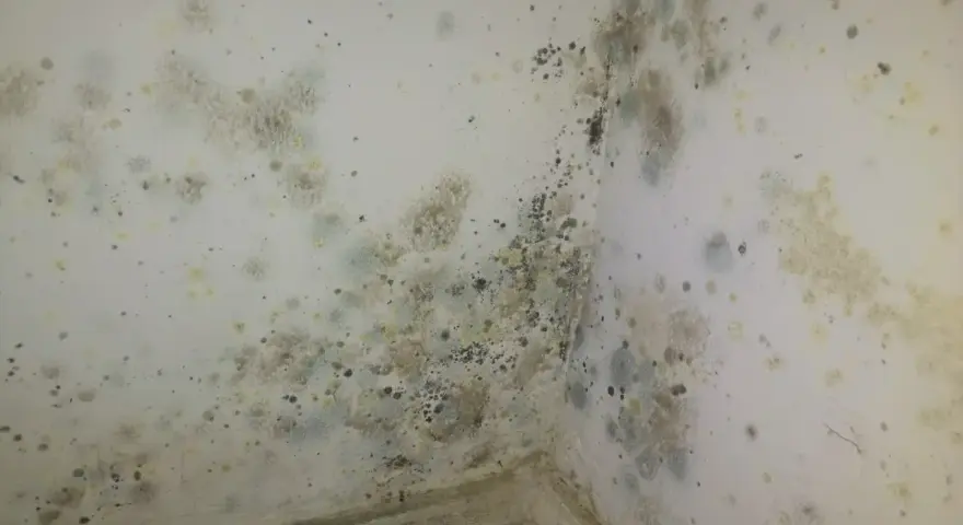 Coins de mur de chambre envahis par la moisissure, nécessitant un nettoyage pour enlever moisissure mur chambre.