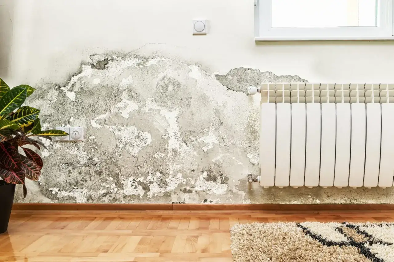D&eacute;g&acirc;ts sur un mur de maison : le salp&ecirc;tre s'est incrust&eacute;, d&eacute;gradant le cr&eacute;pi pr&egrave;s d'un radiateur et d'une plante.