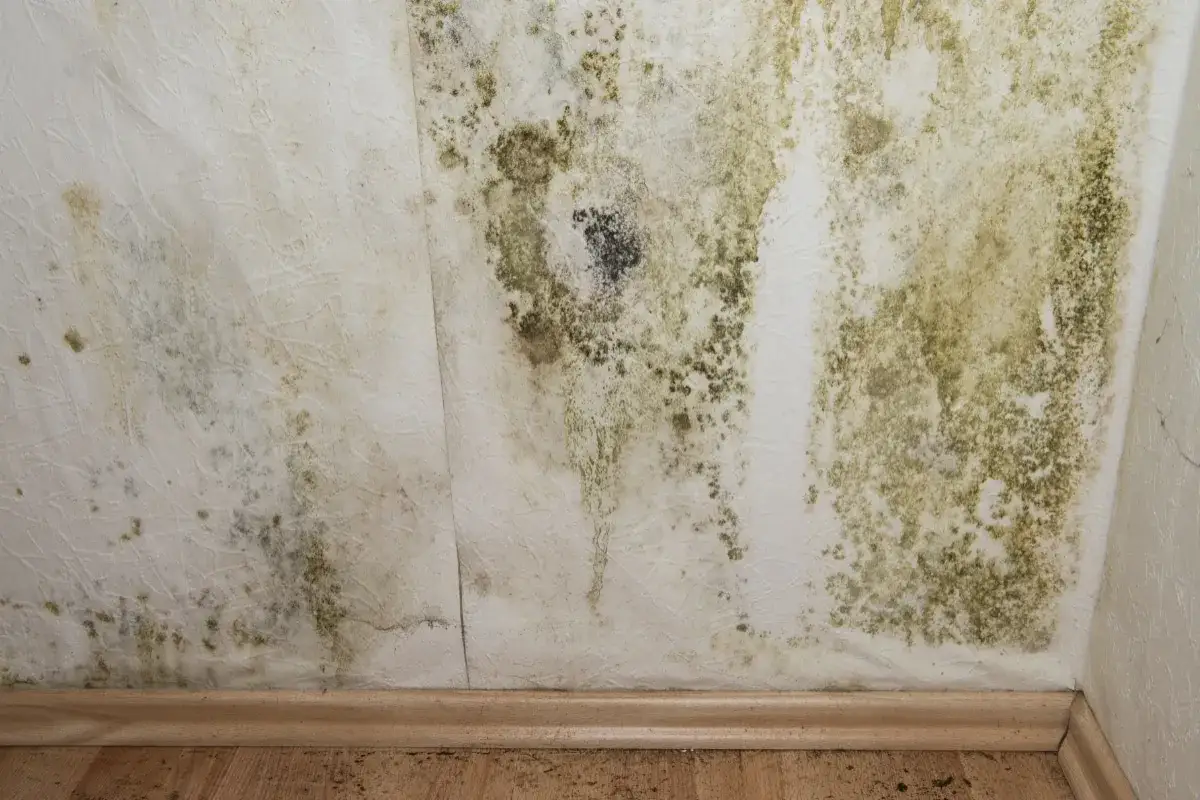 Moisissure verte et noire sur un mur blanc, signe d'une humidit&eacute; &agrave; nettoyer.